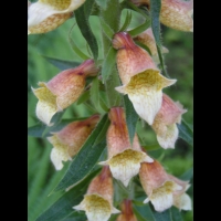 Digitale - Digitalis Laevigata (05)